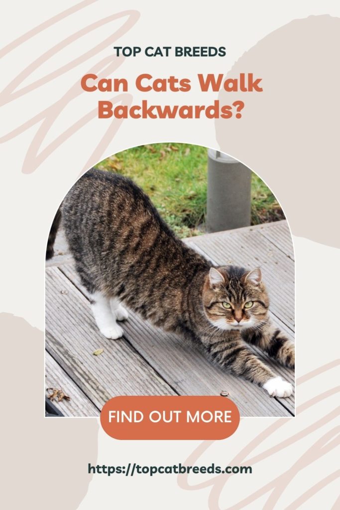 Do Cats Walk Backward