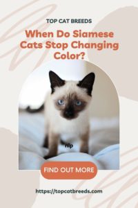 How Long Does It Take For A Siamese Cat To Get Its Color