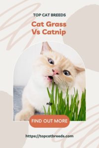 Is Cat Grass Safe for Cats