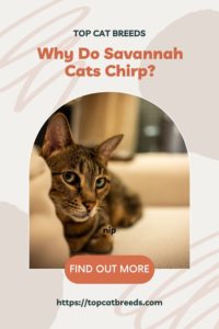 What Are The Other Sounds Savannah Cats Make