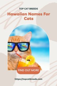 hawaiian cat names male