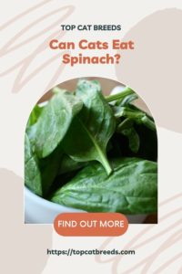 Is Spinach Safe for My Cat