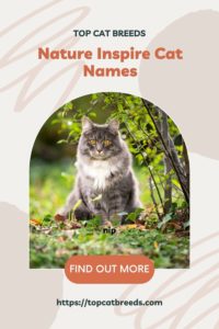 nature themed cat names