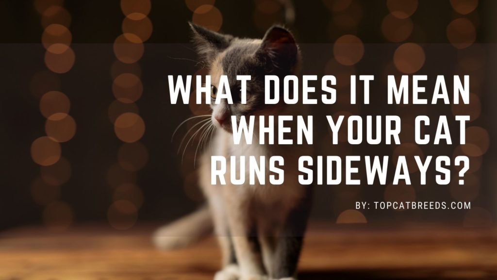 What Does It Mean When Your Cat Runs Sideways