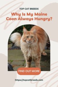 Are Maine Coon Cats Greedy