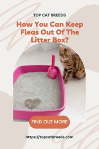 Can Cat Litter Attract Fleas