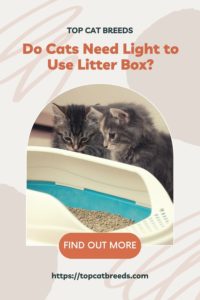 Can Cats Use Litter Box in the Dark