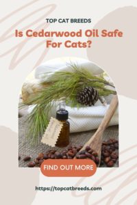 Can Cedarwood Oil Be Used On Cats