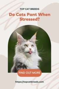 How Do You Tell If Your Cat Is Stressed Out