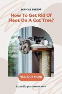 How To Get Rid Of Fleas On A Cat Tree Effectively