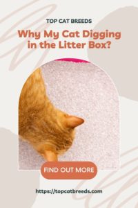 Is It Normal if Cat Digging in Litter Box Excessively