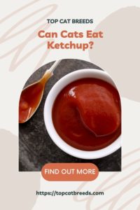 Is Ketchup Safe For Cats