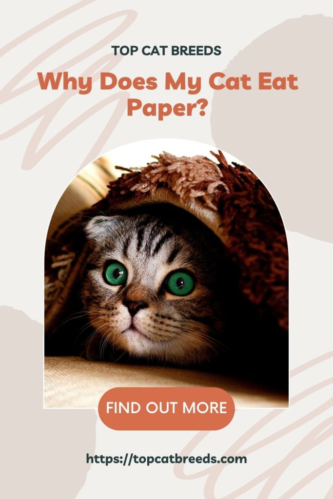 Is Paper Safe For Cats