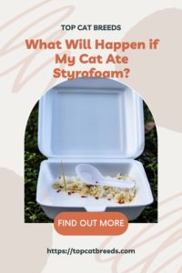 Why Do Cats Eat Styrofoam