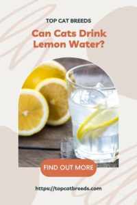 Why Lemon Water Is Harmful to My Cat