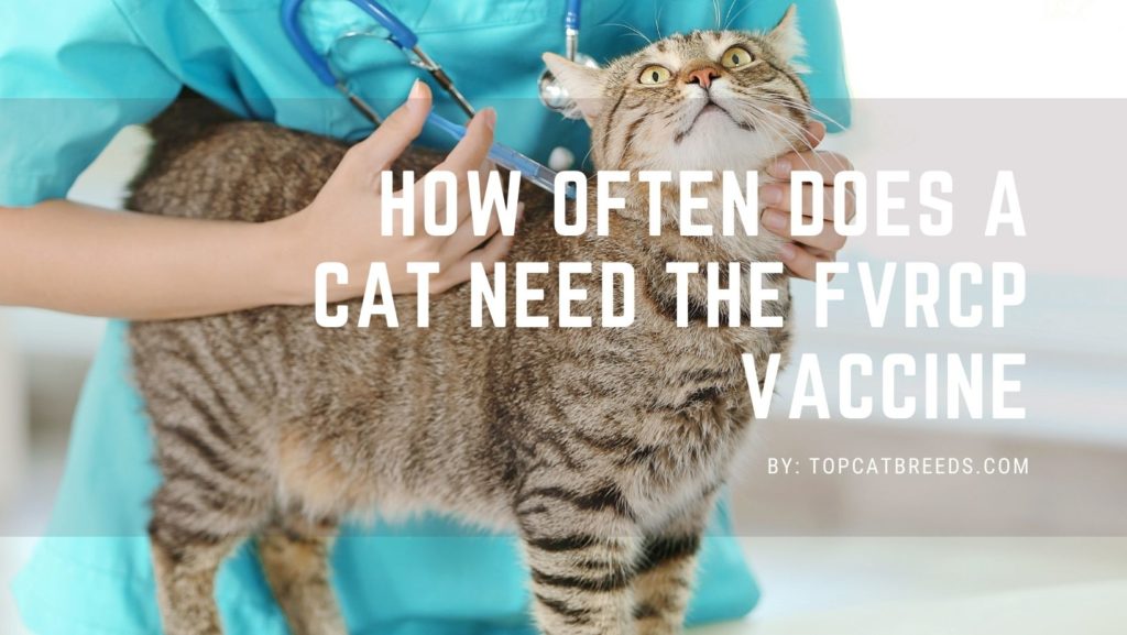 How often does a cat need the FVRCP vaccine