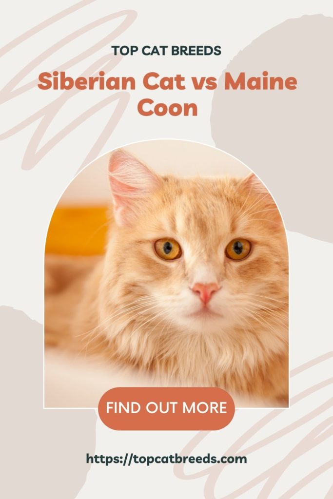 Are Maine Coons Related To Siberians