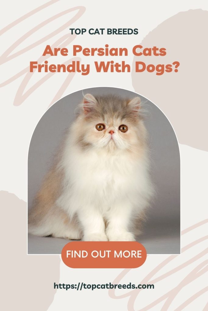 Do Persian Cats Get Along Well With Dogs