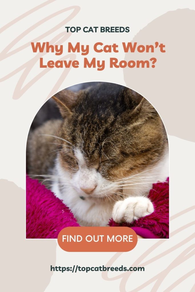 How Do I Get My Cat To Leave My Room