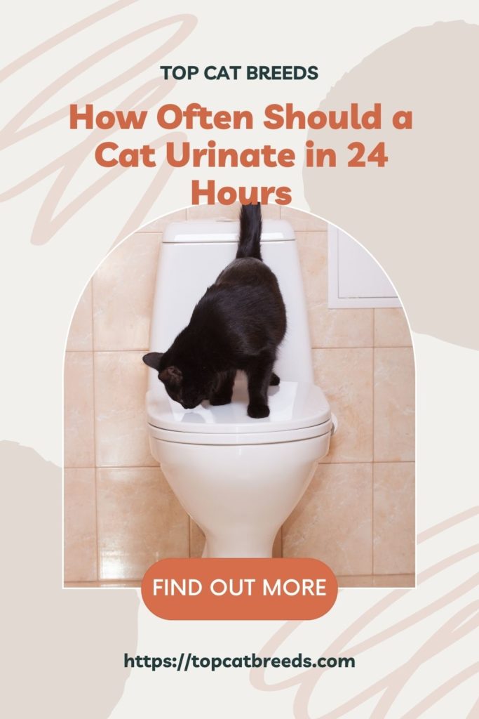 How Long Can a Cat Safely Go Without Peeing