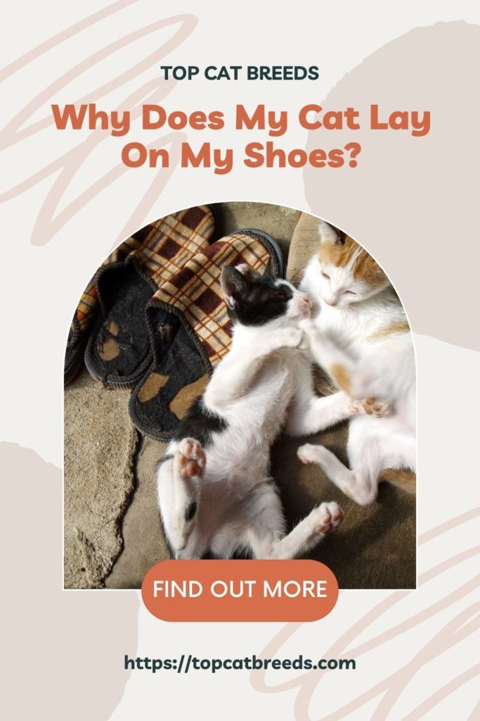 How Do I Keep My Cat Away From My Shoes