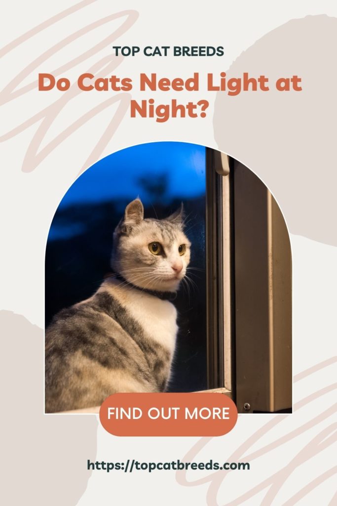How Well Do Cats See at Night