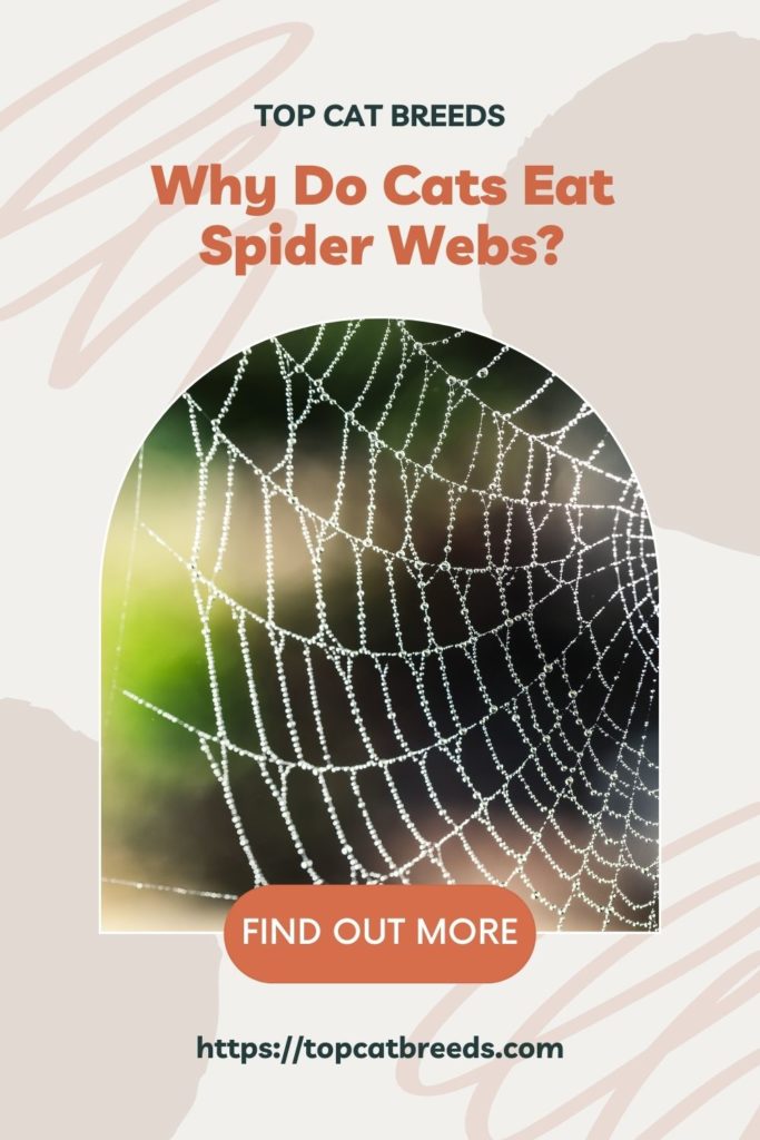  Is Spider Webs Harmful to My Cat