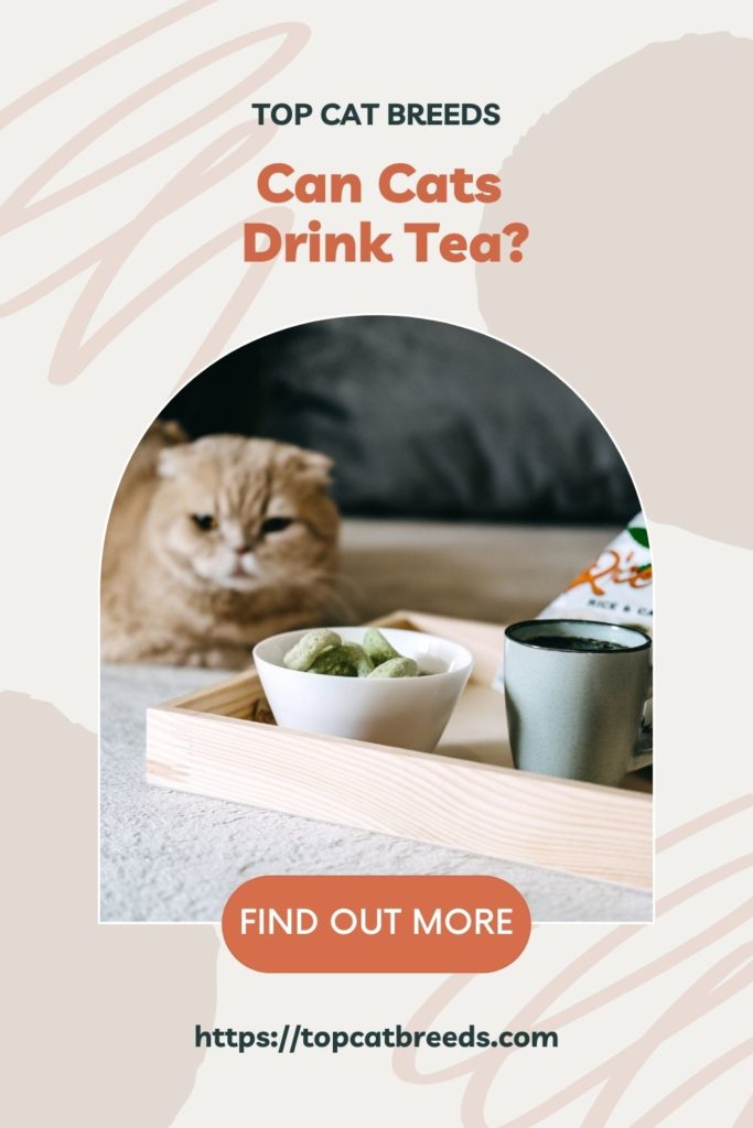Is Tea Harmful To Cats