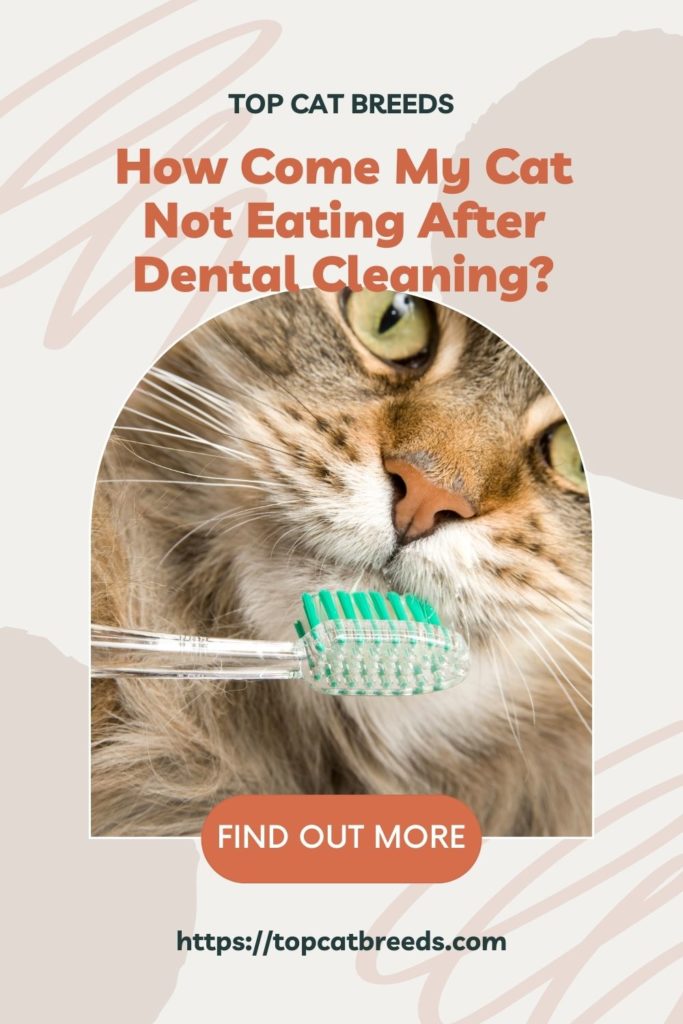 What to Expect After My Cat’s Dental Cleaning