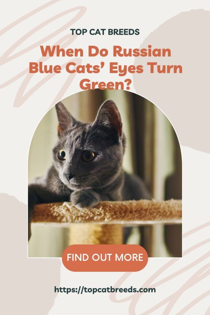 Can Russian Blue Cats Have Yellow Eyes