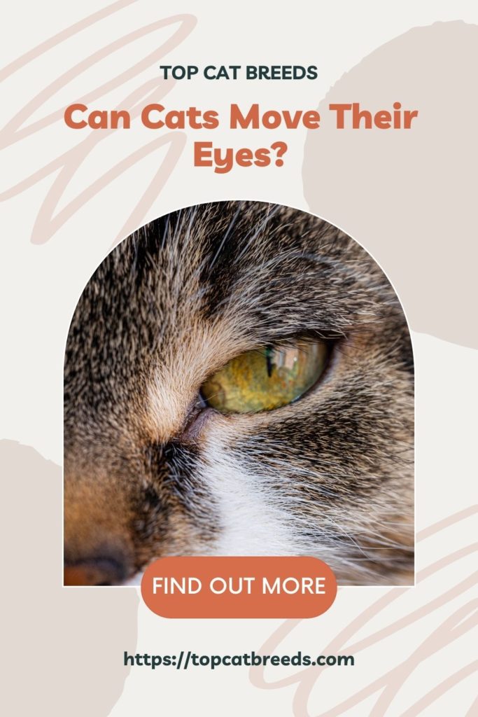 Can a Cat's Eye Move