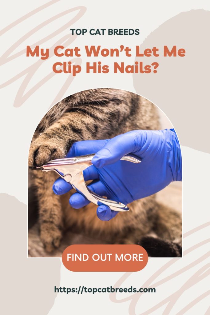How to Prepare Your Cat's Nails