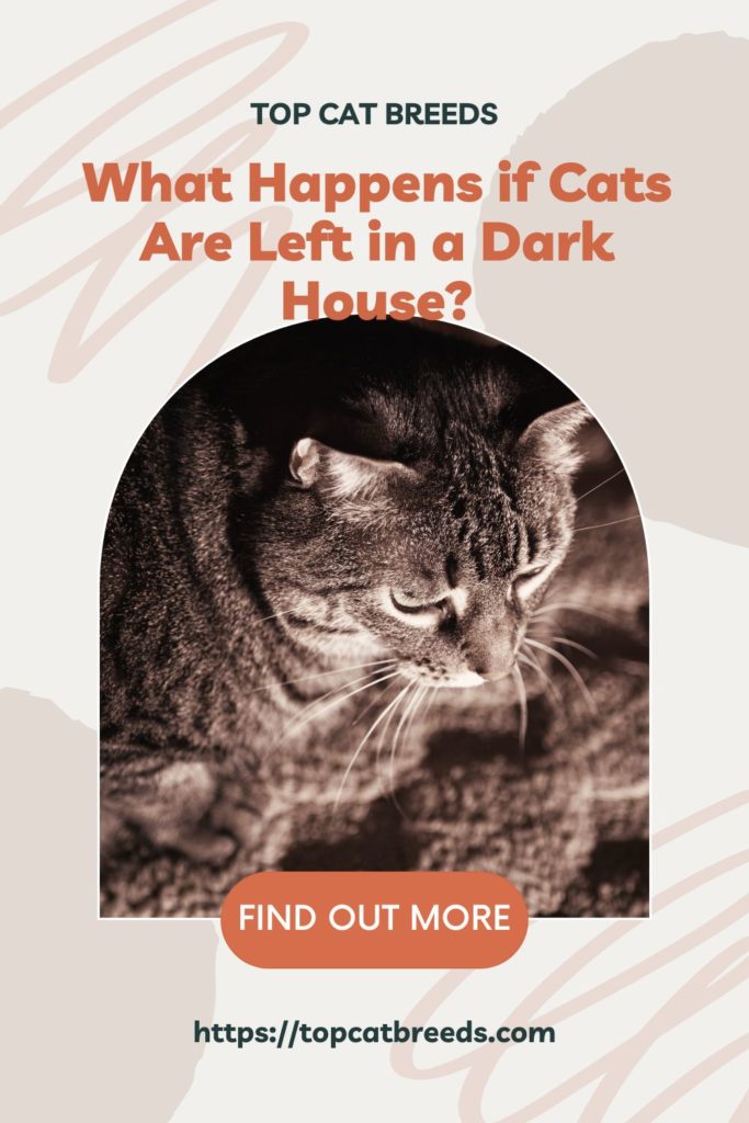 Is It Safe to Leave Cats in the Dark