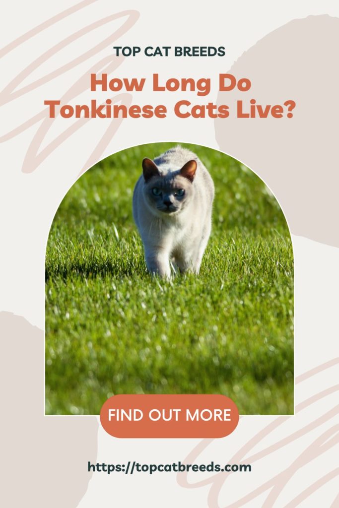 What Are The Factors That Will Impact The Tonkinese Cats’ Lifespan