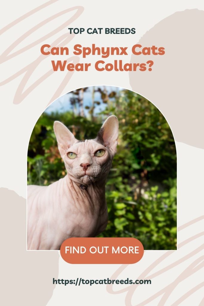 Why It Can Be Bad For Sphynx To Wear Collars