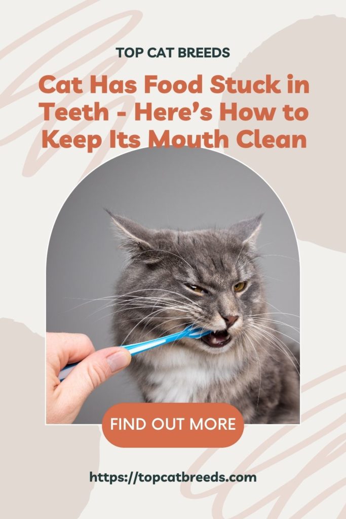 How to Keep Your Cat's Mouth Clean