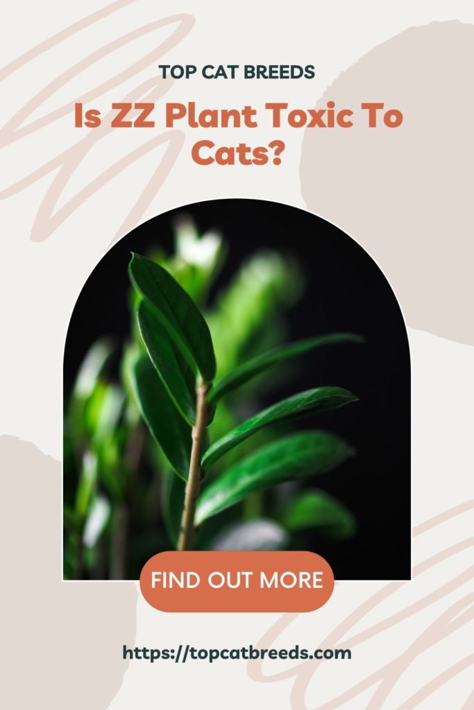 Are ZZ Plants Safe For Your Cat
