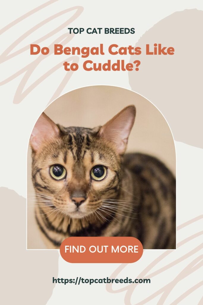Are Bengal Cats Affectionate Like Other Breeds