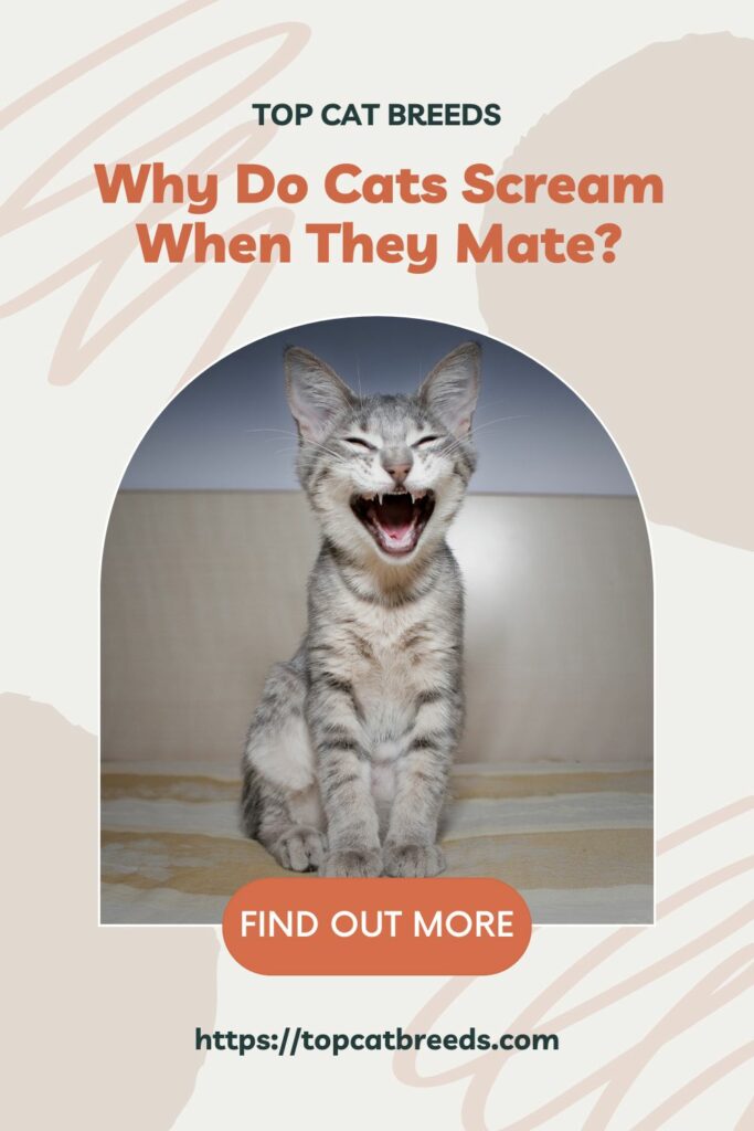 Do Male Cats Scream When Mating