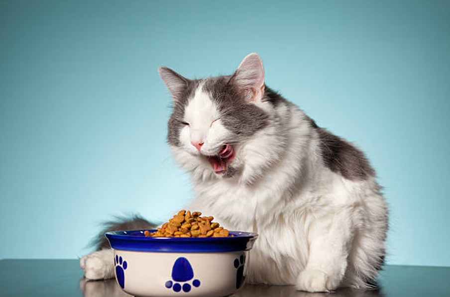 Is Baby Food Good For Cats