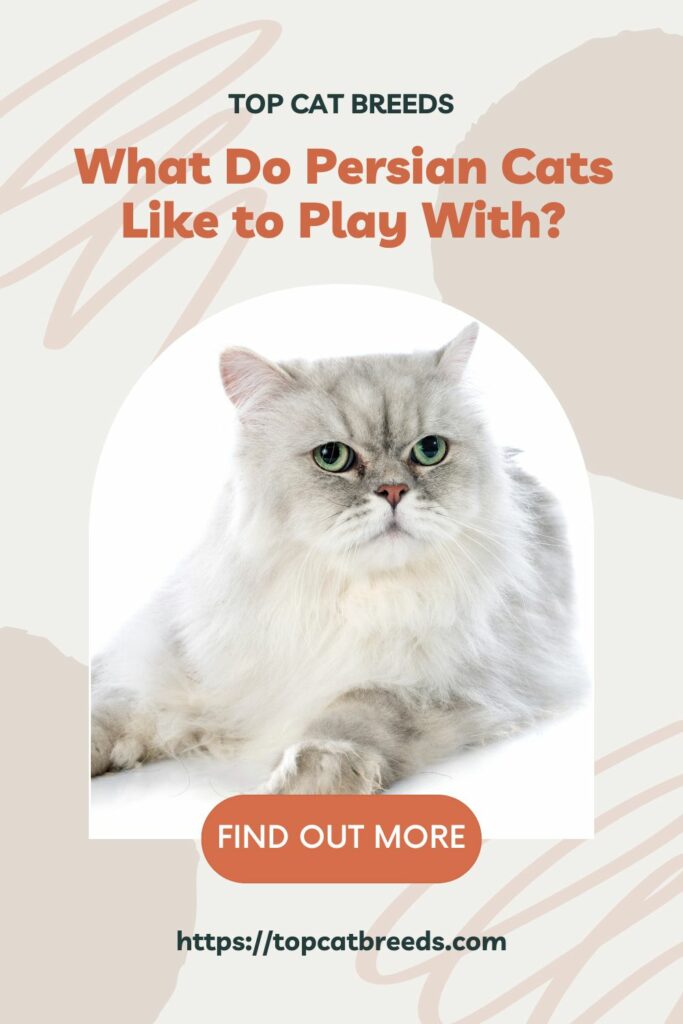What to Consider When Purchasing Toys for Your Persian Cat