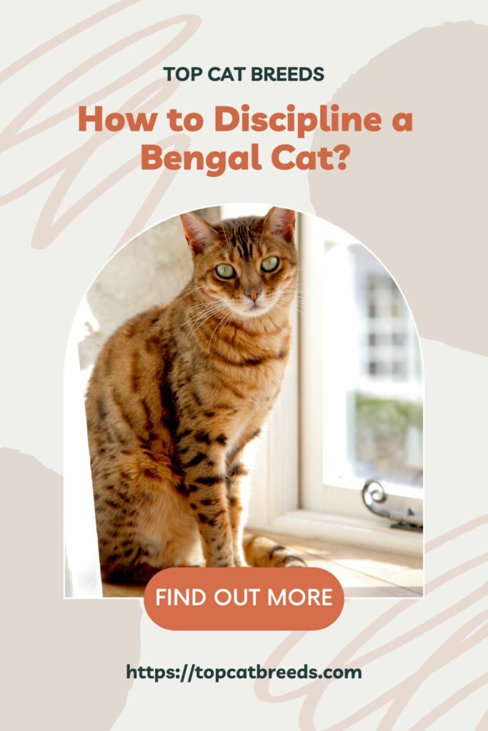 Why Does a Bengal Cat Misbehave