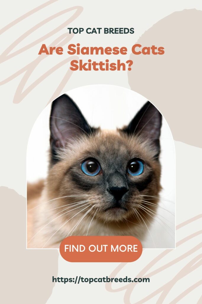 What are the personalities that your Siamese cat has
