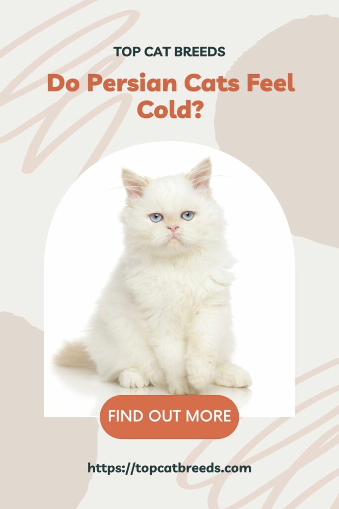 Can Persian Cats Live in Cold Weather