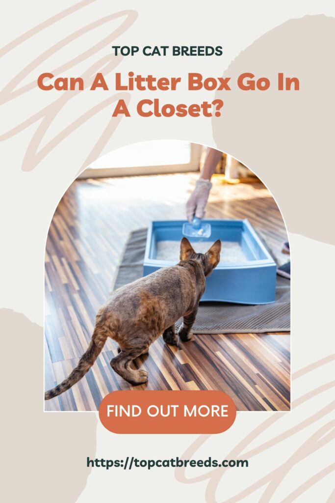 Places Where You Can Put Your Cats Litter Box