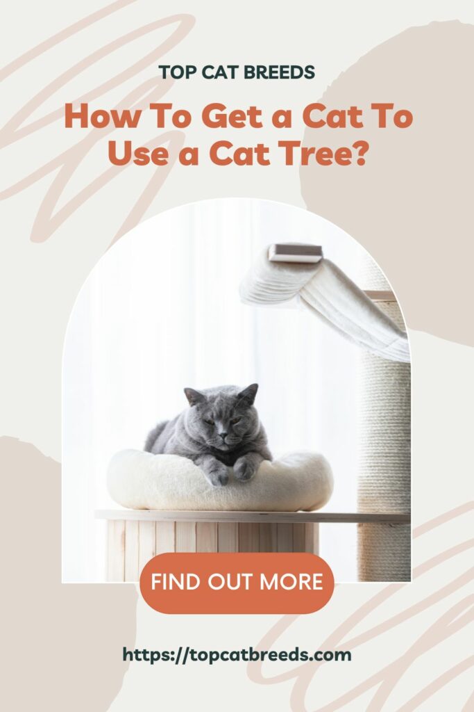 Why Do Some Cats Not Want To Use A Tree