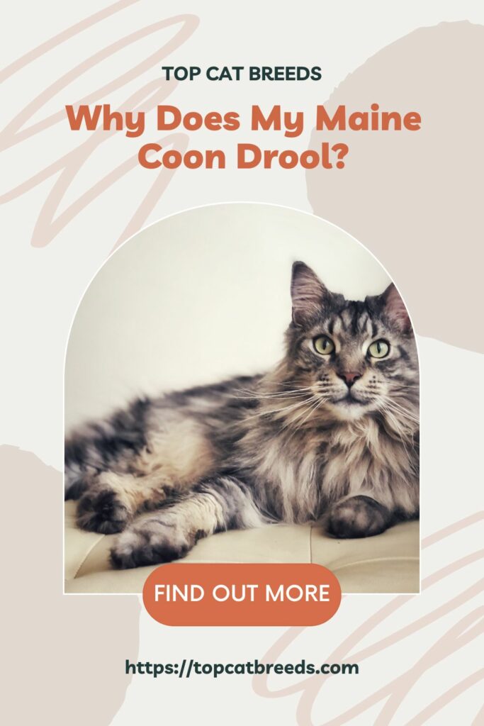  7 Reasons Why Maine Coons Drool