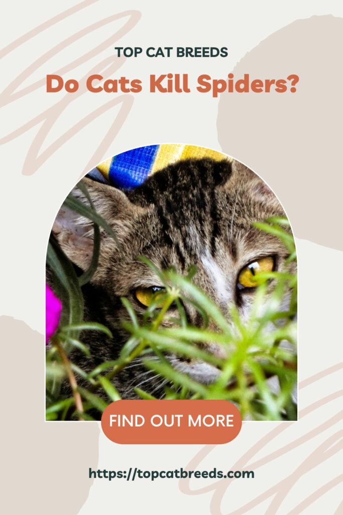 What If A Poisonous Spider Bite Your Cat