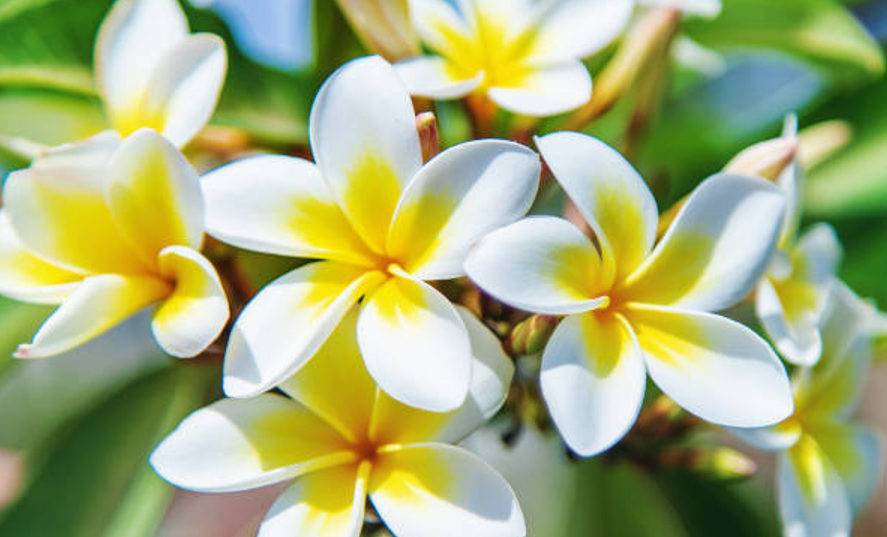 What Exactly is a Plumeria?
