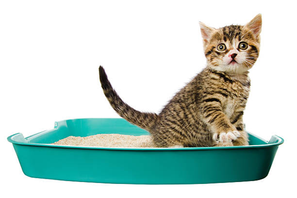 Cats Litter May Cause Risk to a Pregnant Woman